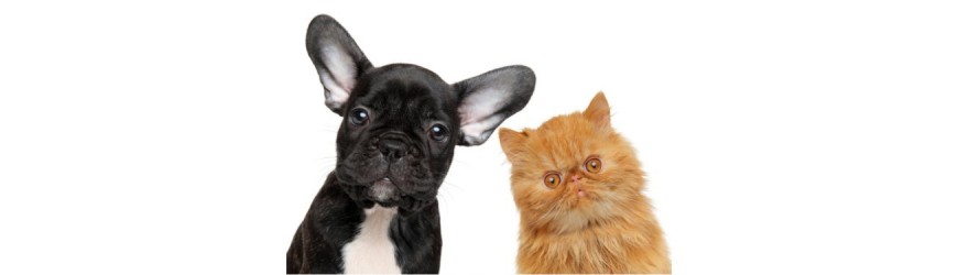 Veterinary diagnostics